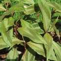 Persicaria virginiana 'Compton's Form'